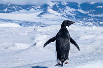Adelie penguin (Pygoscelis adeliae) walking on sea ice, Weddell Sea, Antarctica.