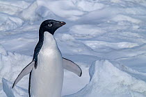 Adelie penguin (Pygoscelis adeliae) on sea ice, Weddell Sea, Antarctica.