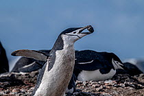 Chinstrap penguin (Pygoscelis antarcticus) stealing a rock for his nest, Barrientos Island, Antarctica.