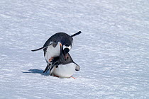 Pair of Gentoo penguins (Pygoscelis papua) mating, Neko Harbour, Antarctica.