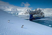 Two Gentoo penguins (Pygoscelis papua) walking down a snowy slope in front of the National Geographic Endurance ship, Neko Harbour, Antarctica, Southern Ocean. EDITORIAL USE ONLY.