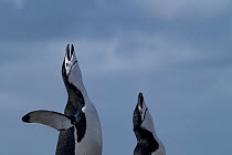 Two Chinstrap penguins (Pygoscelis antarcticus) calling for mate, Barrientos Island, Antarctica.