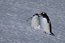 Gentoo penguin (Pygoscelis papua) and Chinstrap penguin (Pygoscelis antarcticus) walking side by side on snow, Barrientos Island, Antarctica.