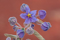 Showy firebush (Seringia elliptica) flower, Gibson Desert, Western Australian.