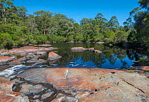 The tranquil Circular Pool surrounded by trees on Frankland (Kwakoorillup) River, Walpole-Nornalup National Park, Western Australia, February, 2021.