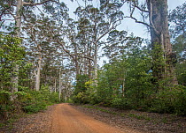 Tingle drive through Karri (Eucalyptus diversicolor) and Red tingle (Eucalyptus jacksonii) forest, these trees are endemic to high rainfall areas of the south west, Walpole-Nornalup National Park, Wes...