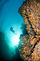 Diver above an overhanging rocky reef covered in Dead-man's fingers (Alcyonium digitatum),  Levenwick, Shetland, Scotland, North Atlantic Ocean, UK.