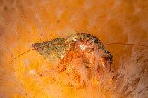 Common hermit crab (Pagurus bernhardus) nestled in the polyps of Dead-man's finger (Alcyonium digitatum), Lwerick, Shetland, Scotland, North Atlantic Ocean, UK..