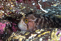 Yarrell's blenny (Chirolophis ascanii) emerging from a crack in the rocky reef, Levenwick, Shetland, Scotland, North Atlantic Ocean, UK.