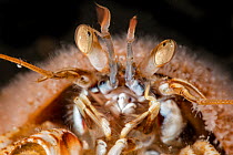 Common hermit crab (Pagurus bernhardus) with Snail fur (Hydractinia echinata) growing on its shell, close up, Ronas Voe, Shetland, Scotland, North Atlantic Ocean, UK..