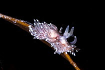 Crystal sea slug (Janolus cristatus) attached to a blade of kelp, Spiggy, Shetland, Scotland, North Atlantic Ocean, UK..
