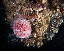 Yarrell's blenny (Chirolophis ascanii) swimming past Common sea urchin (Echinus esculentus) attached to a rocky reef, Lerwick, Shetland, Scotland, North Atlantic Ocean, UK.