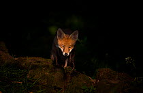 Red fox (Vulpes vulpes) cub pausing in a pool of dappled sunlight as it emerges from the forest, Derbyshire, UK. July.
