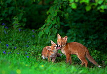 Two Red fox (Vulpes vulpes) cubs playfighting on the fringes of a field, Derbyshire, UK. May.