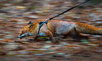 Domesticated Red fox (Vulpes vulpes) walking on a lead in woodland, east of London, UK. November.