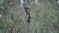 Grey-headed flying-fox (Pteropus poliocephalus) male courtship / mating behaviour with female including licking her genitalia, then bickering, before male grooms his own penis, Yarra Bend Park, Victor...