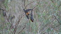 Grey-headed flying-fox (Pteropus poliocephalus) male involved in courtship / mating behaviour including licking female's genitalia; male grooming his own penis, bickering and female climbing away, Yar...