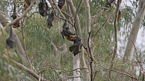 Grey-headed flying-fox (Pteropus poliocephalus) male licking female's genitalia as part of mating courtship. Another female defacating on edge of frame, Yarra Bend Park, Victoria, Australia, April.
