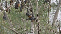 Grey-headed flying-fox (Pteropus poliocephalus) male licking a female's genitalia, with female extending wings, Yarra Bend Park, Victoria, Australia, April.