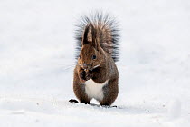 Japanese red squirrel (Sciurus vulgaris orientis) eating something found buried under snow. Hokkaido, Japan. March.