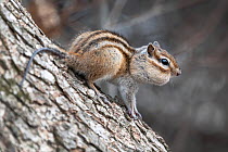 Ezo chipmunk (Tamias sibiricus lineatus) emerging from hibernation, during which time it lost substantial hair on its tail, mouth stuffed with food. Hokkaido, Japan. March