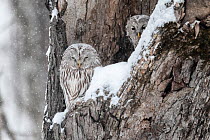 Pair of Ural owls (Strix uralensis japonica) in snowfall, with female perched at edge of nest entrance. Hokkaido, Japan. February.