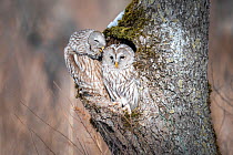 Pair of Ural owls (Strix uralensis japonica) with male grooming female. Hokkaido, Japan. February.