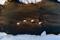 Aerial photo of Red-crowned cranes (Grus japonensis), two adults and two juveniles, in the middle of river, waking up. Hokkaido, Japan. March
