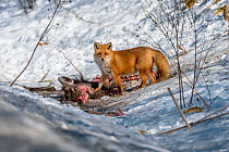 Red fox (Vulpes vulpes schrencki) scavenging on carcass of Yezo sika deer (Cervus nippon yesoensis). Hokkaido, Japan. March.