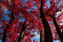 Autumn foliage of Momiji Japanese maple trees (Acer). Kyoto, Japan