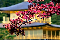 Autumn leaves in front of Zen Buddhist temple Kinkaku-ji (Temple of Golden Pavilion) in Kyoto, Japan.