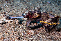 Flamboyant cuttlefish (Metasepia pfefferi) extending its feeding tentacles to grab Sandperch (Parapercis), the tentacular clubs are milliseconds from latching on to fish. Lembeh Strait, Pacific ocean,...