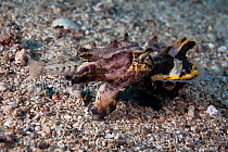 Flamboyant cuttlefish (Metasepia pfefferi) consuming Sandperch (Parapercis) that has just been caught. Lembeh Strait, Pacific ocean, Indonesia.