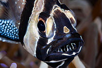 Banggai cardinal fish (Pterapogon kauderni) mouth brooding, with juveniles in mouth. Celebes sea, Pacific ocean, Indonesia.