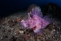 Purple-pink Weedy scorpionfish (Rhinopias frondosa) sitting on ocean floor, fish blending-in perfectly with surroundings. Banda sea, Pacific ocean, Indonesia.