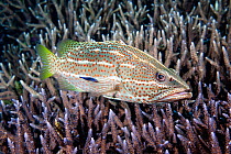 Bluestreak cleaner wrasse (Labroides dimidiatus) cleaning and attending Slender grouper (Anyperodon leucogrammicus). Pacific ocean, Papua New Guinea.