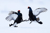 Two male Black grouse (Lyrurus tetrix) fighting and sparing over territory at a snow covered lek, Vasterbotten, Sweden. April.