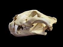 Skull of Bengal tiger (Panthera tigris tigris) from India. Life size resin replica. Photographed with multiple flash set up. Focus stacked image.