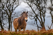 Exmoor pony (Equus ferus caballus), semi-feral native breed, in high grasses, Exmoor National Park, Somerset / Devon, England. November.