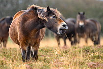 Exmoor pony (Equus ferus caballus), semi-feral native breed, mouth open, Exmoor National Park, Somerset / Devon, England. November