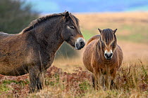 Two Exmoor ponies (Equus ferus caballus), semi-feral native breed, in high grasses, Exmoor National Park, Somerset / Devon, England. November.