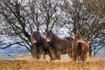 Three Exmoor ponies (Equus ferus caballus), semi-feral native breed, in Exmoor National Park, Somerset / Devon, England. November.