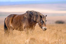 Exmoor pony (Equus ferus caballus), semi-feral native breed, in high grasses, Exmoor National Park, Somerset / Devon, England. November.