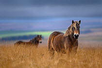Two Exmoor ponies (Equus ferus caballus), semi-feral native breed, in high grasses, Exmoor National Park, Somerset / Devon, England. November.