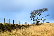 Wind sculpted tree against fence. Exmoor National Park, Somerset / Devon, England. November.
