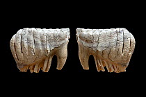 Whole teeth (side surface) - left and right lower jaw molars - of African elephant (Loxodonta africana) from Kenya / Tanzania. Photographed with multiple-flash set up. Focus stacked image.