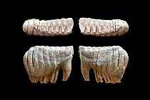 Whole teeth (upper and side surface) - left and right lower jaw molars - of African elephant (Loxodonta africana) from Kenya / Tanzania. Photographed with multiple-flash set up. Focus stacked image.