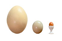 Egg size comparison to scale: extinct Elephant bird (Aepyornis maximus)  -  shell reconstructed from fragments found in dry river beds in southern Madagascar -, Common ostrich (Struthio camelus) and D...
