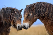 Two Exmoor ponies (Equus ferus caballus), semi-feral native breed, rubbing noses, Exmoor National Park, Somerset / Devon, England. November.