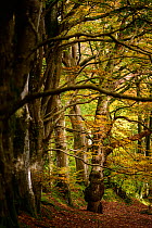 Turning European beech (Fagus sylvatica) woodland in autumn, Exmoor National Park, Somerset / Devon, England. November.